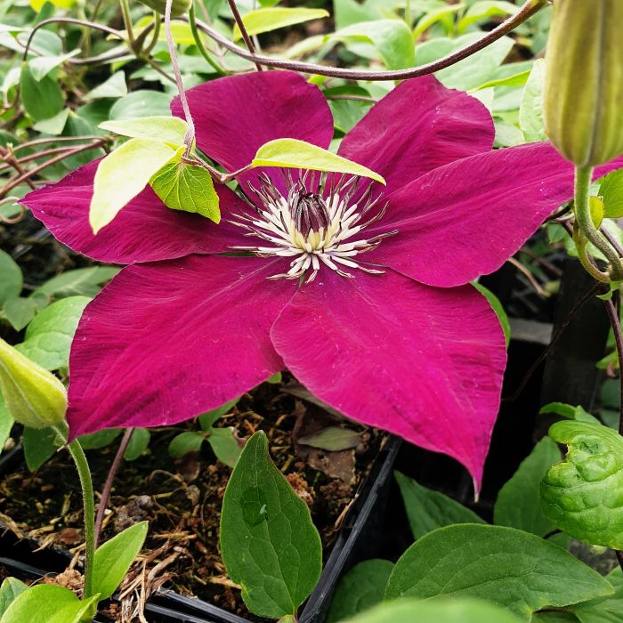 Waldrebe\u0020\u0028Clematis\u0020hybrida\u0029\u0020Hisako\u2122