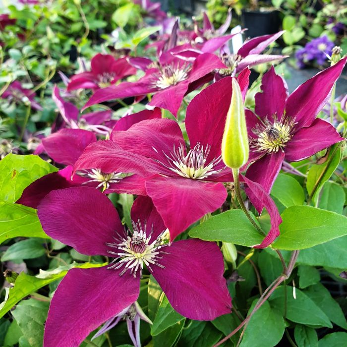 Waldrebe\u0020\u0028Clematis\u0020hybrida\u0029\u0020Hisako\u2122