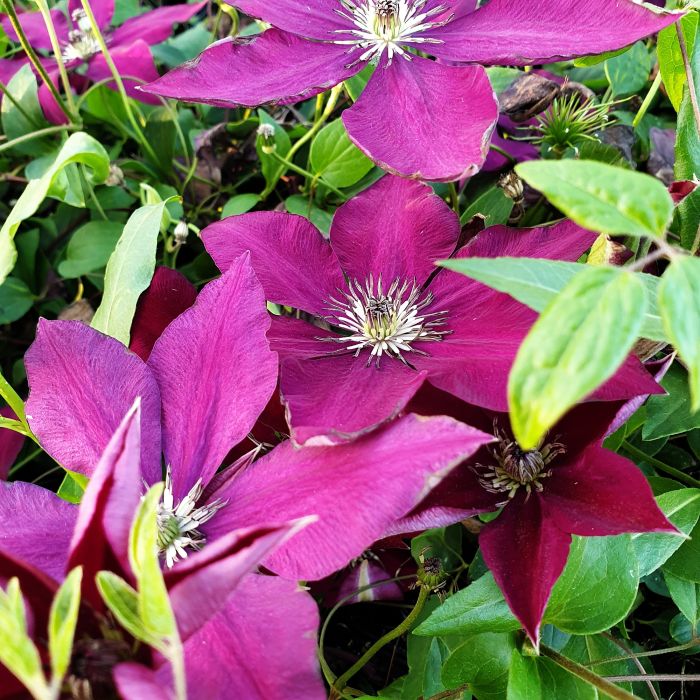 Waldrebe\u0020\u0028Clematis\u0020hybrida\u0029\u0020Hisako\u2122