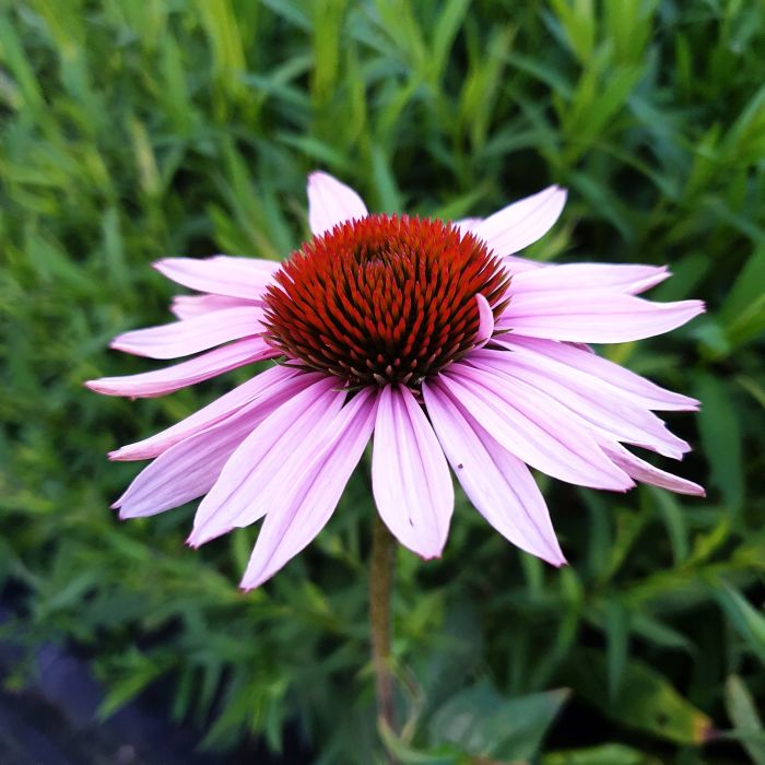 Sonnenhut\u0020\u0028Echinacea\u0020purpurea\u0029\u0020HOPE