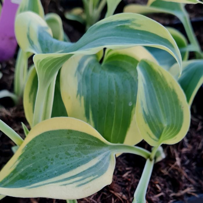 Funkie\u0020\u0028Hosta\u0029\u0020Autumn\u0020Frost