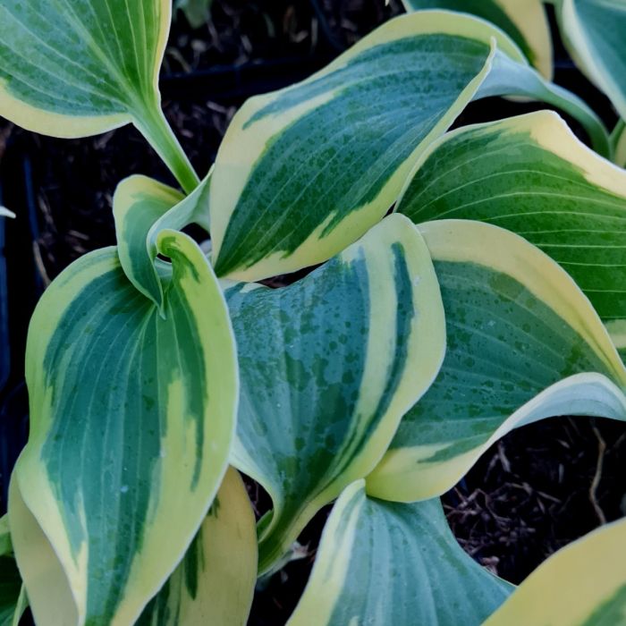 Funkie\u0020\u0028Hosta\u0029\u0020Autumn\u0020Frost