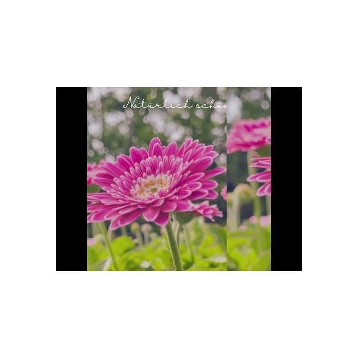 Gerbera\u0020\u0028Gerbera\u0020jamesonii\u0029\u0020GARVINEA\u0020Sweet\u0020Fiesta\u0020