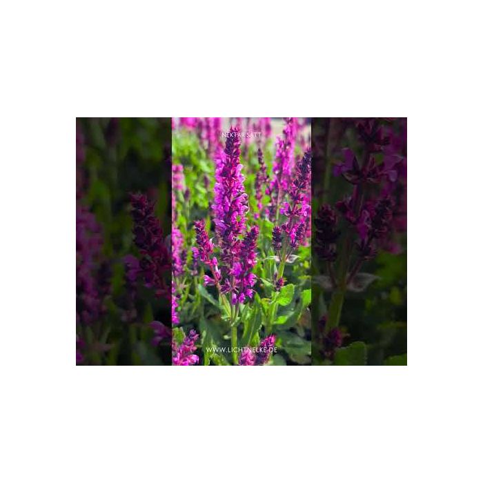Salbei\u0020\u0028Perennial\u0020Salvia\u0029\u0020BumbleBerry