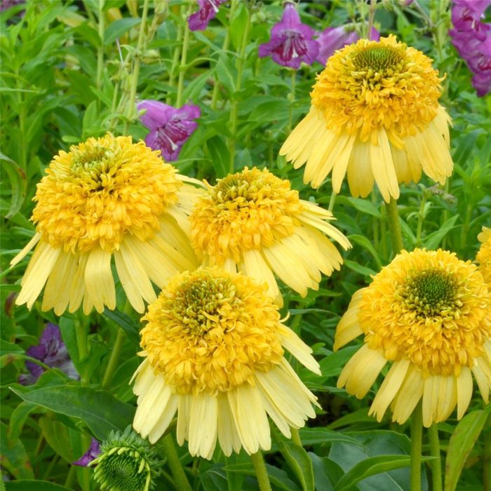 Sonnenhut\u0020\u0028Echinacea\u0020purpurea\u0020\u0029\u0020Meteor\u0020Yellow