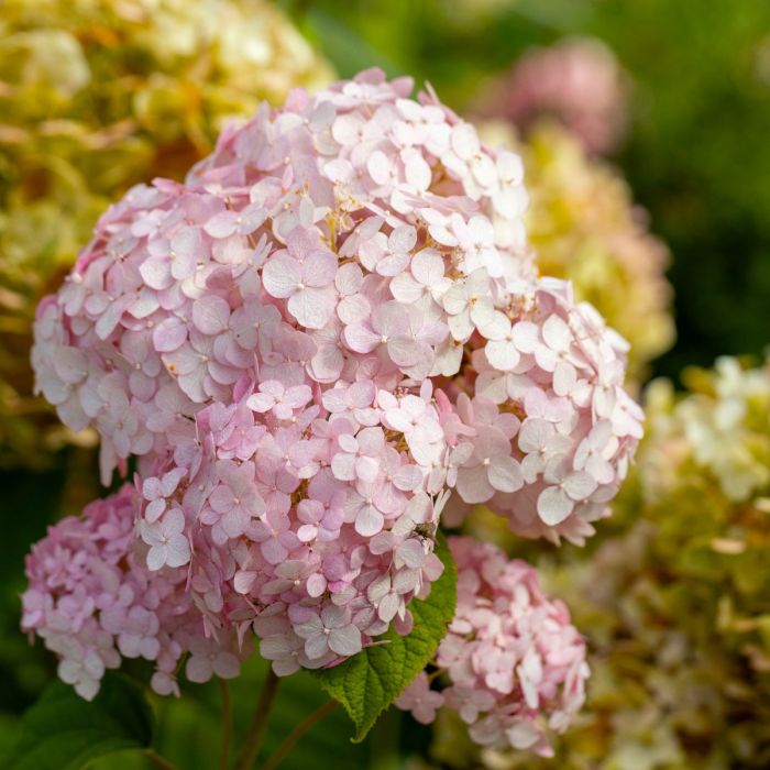Ballhortensie\u0020\u0028Hydrangea\u0020arborescens\u0029\u0020CANDYBELLE\u0020Bubblegum