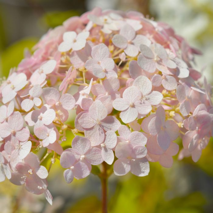 Ballhortensie\u0020\u0028Hydrangea\u0020arborescens\u0029\u0020CANDYBELLE\u0020Bubblegum