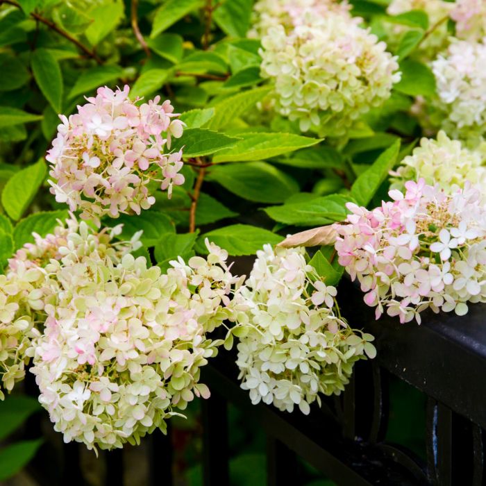 Ballhortensie\u0020\u0028Hydrangea\u0020arborescens\u0029\u0020CANDYBELLE\u0020Marshmallow