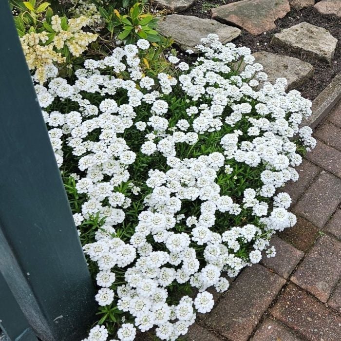 Schleifenblume\u0020\u0028Iberis\u0020sempervirens\u0029\u0020Masterpiece