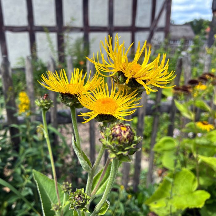 Echter\u0020Alant\u0020\u0028Inula\u0020helenium\u0029\u0020