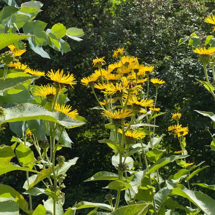 Echter\u0020Alant\u0020\u0028Inula\u0020helenium\u0029\u0020