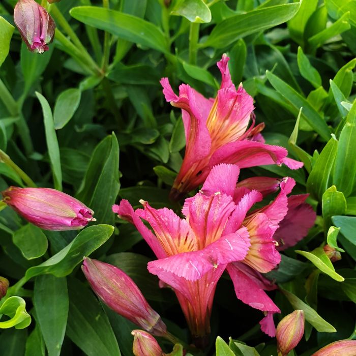 Inkalilie\u0020\u0028Alstroemeria\u0020hybrid\u0029\u0020Colorita\u00AE\u0020Ivana