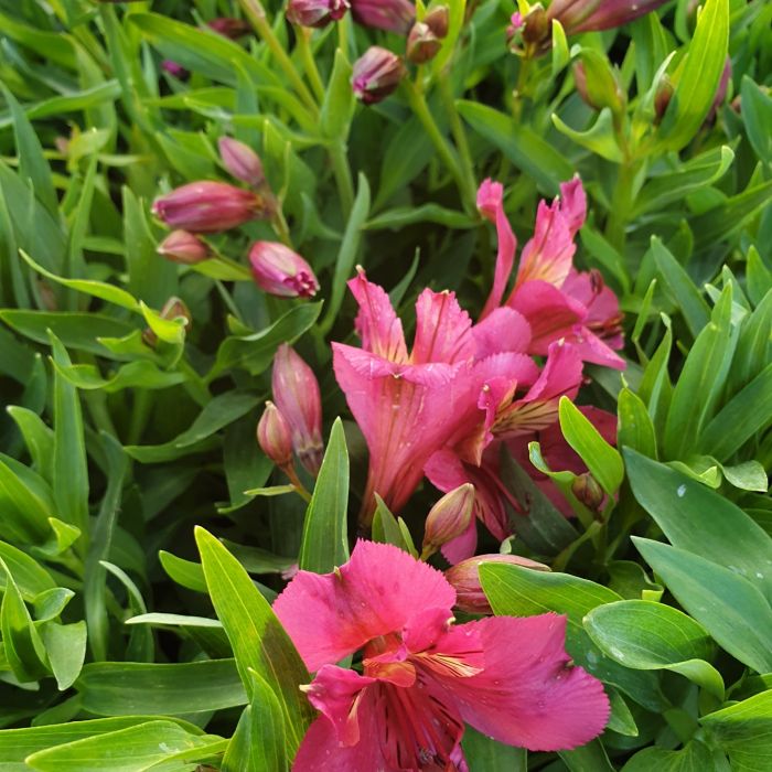 Inkalilie\u0020\u0028Alstroemeria\u0020hybrid\u0029\u0020Colorita\u00AE\u0020Ivana