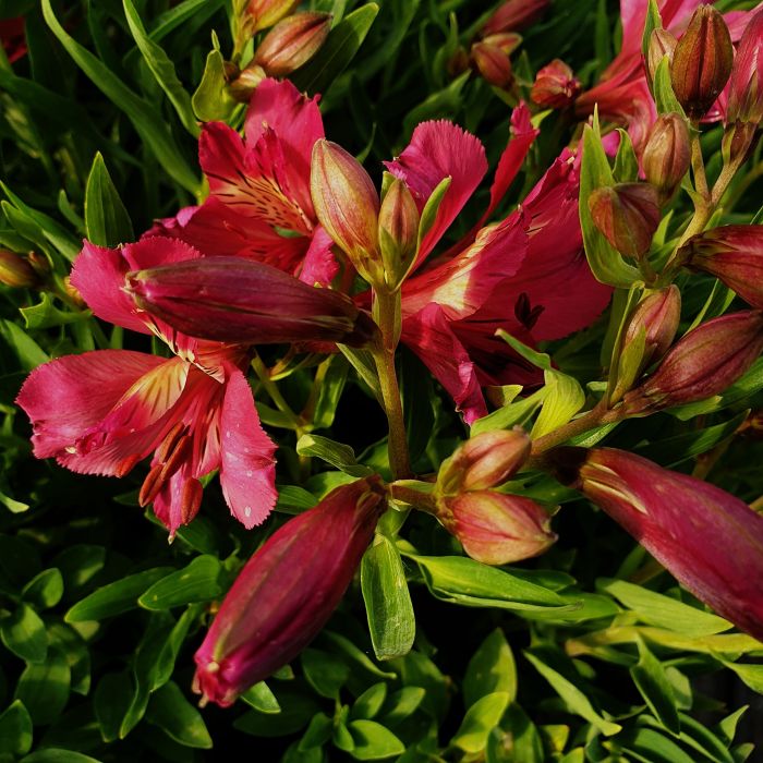 Inkalilie\u0020\u0028Alstroemeria\u0020hybrid\u0029\u0020Colorita\u00AE\u0020Ivana