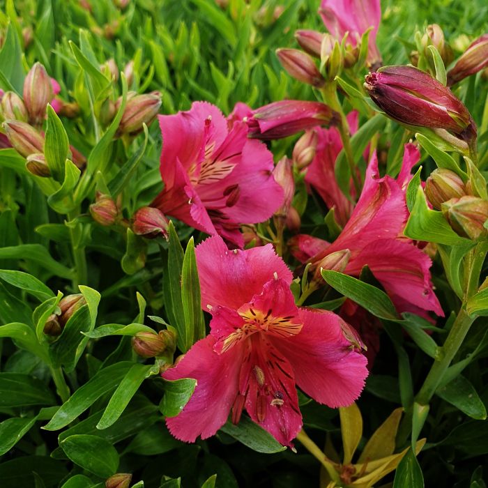 Inkalilie\u0020\u0028Alstroemeria\u0020hybrid\u0029\u0020Colorita\u00AE\u0020Ivana