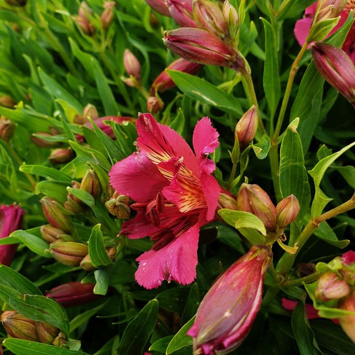 Inkalilie\u0020\u0028Alstroemeria\u0020hybrid\u0029\u0020Colorita\u00AE\u0020Ivana