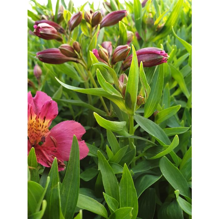 Inkalilie\u0020\u0028Alstroemeria\u0020hybrid\u0029\u0020Colorita\u00AE\u0020Ivana