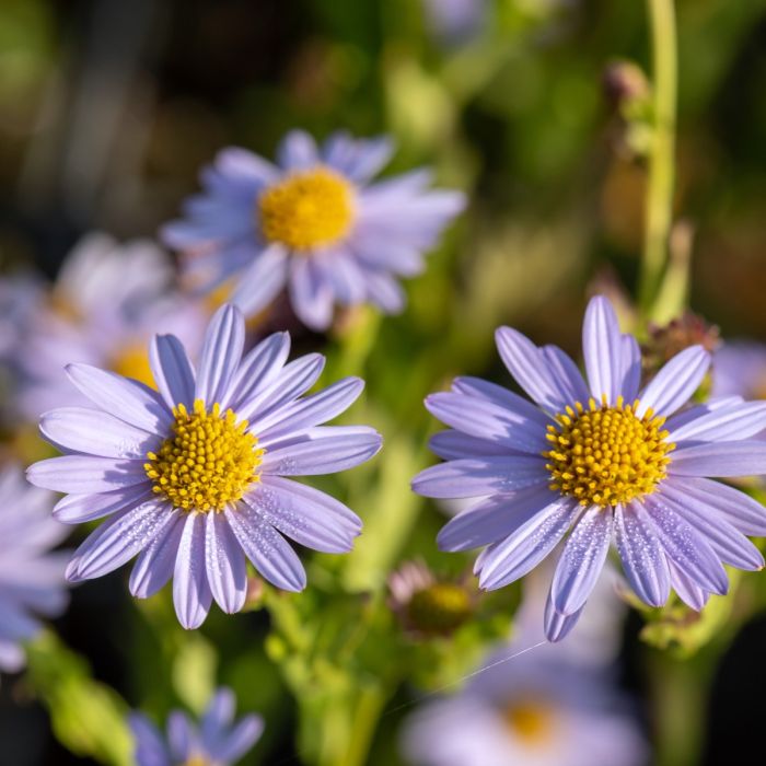 Sch\u00F6naster\u0020\u0028Kalimeris\u0020incisa\u0029\u0020Blue\u0020Star