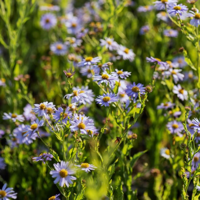 Sch\u00F6naster\u0020\u0028Kalimeris\u0020incisa\u0029\u0020Blue\u0020Star