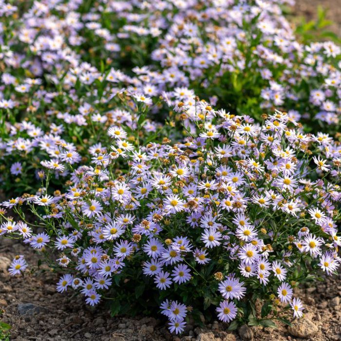 Sch\u00F6naster\u0020\u0028Kalimeris\u0020incisa\u0029\u0020Blue\u0020Star