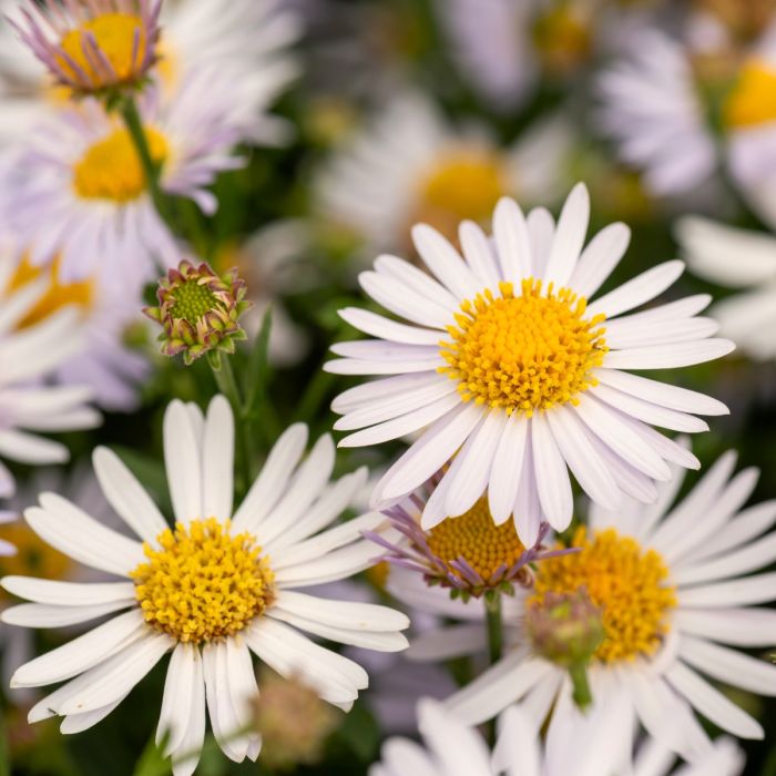 Sch\u00F6naster\u0020\u0028Kalimeris\u0020incisa\u0029\u0020Madiva