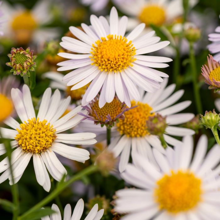 Sch\u00F6naster\u0020\u0028Kalimeris\u0020incisa\u0029\u0020Madiva