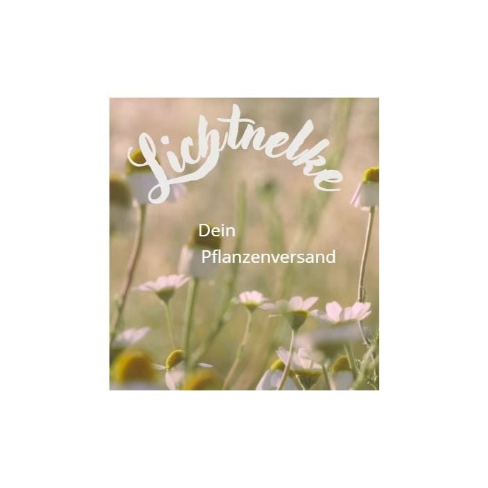 Echte\u0020Kamille\u0020\u0028Chamomilla\u0020recutita\u0020\u002F\u0020Matricaria\u0020chamomilla\u0029\u0020