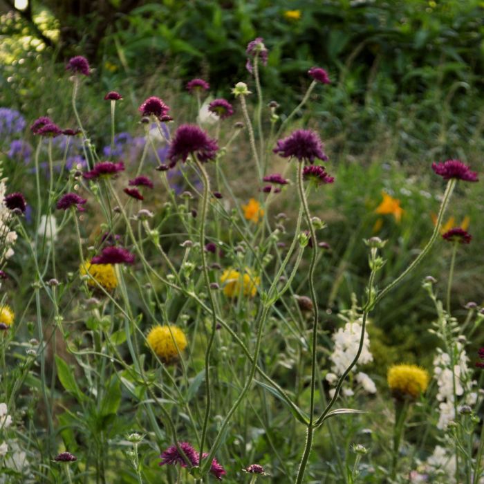 Mazedonische\u0020Witwenblume\u0020\u0028Knautia\u0020macedonica\u0029\u0020\u0020Red\u0020Knight