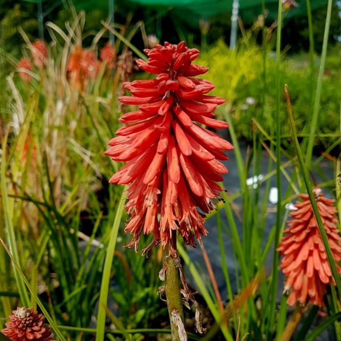 Fackellilie\u0020\u0028Kniphofia\u0029\u0020POCO\u0020Red