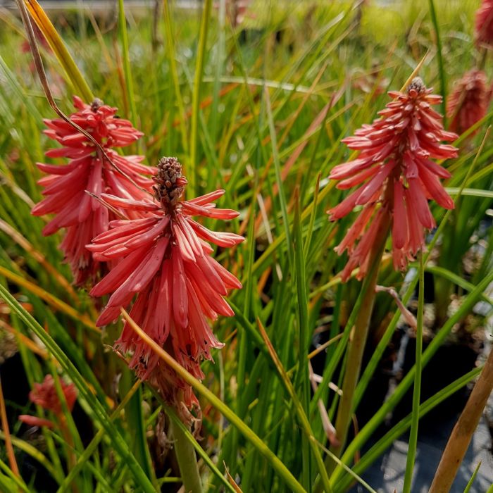 Fackellilie\u0020\u0028Kniphofia\u0029\u0020POCO\u0020Red