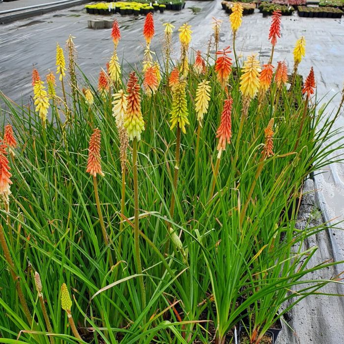 Fackellilie\u0020\u0028Kniphofia\u0020uvara\u0029\u0020Flamenco