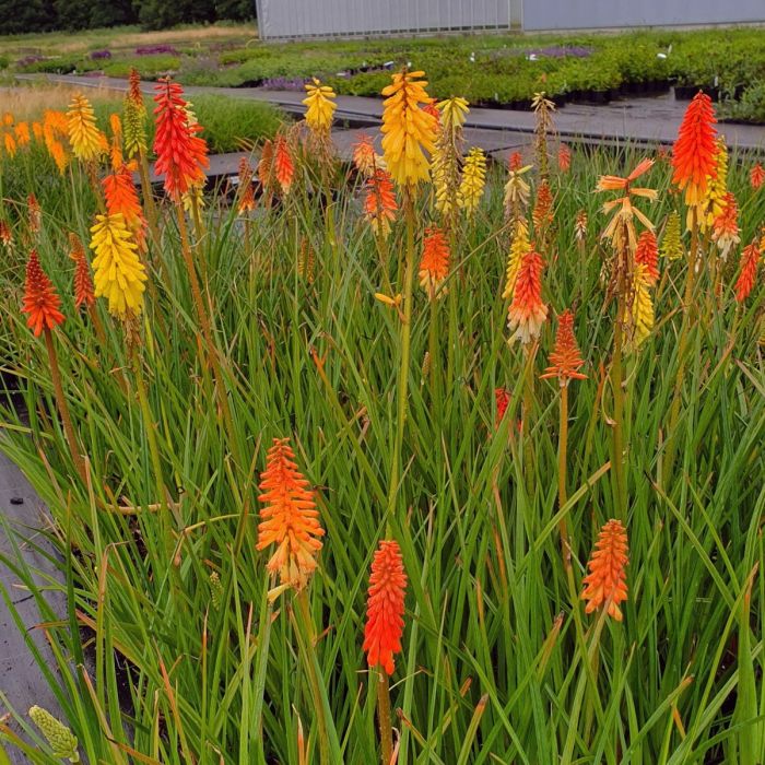 Fackellilie\u0020\u0028Kniphofia\u0020uvara\u0029\u0020Flamenco