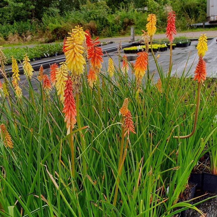 Fackellilie\u0020\u0028Kniphofia\u0020uvara\u0029\u0020Flamenco