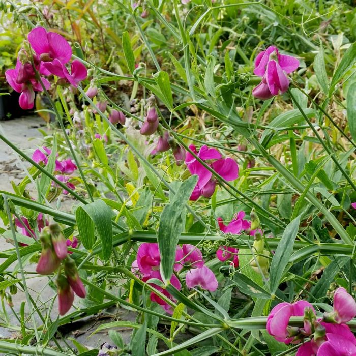 Duftwicke\u0020\u002D\u0020Platterbse\u0020\u0028Lathyrus\u0020latifolius\u0029\u0020Pink\u0020PEARL