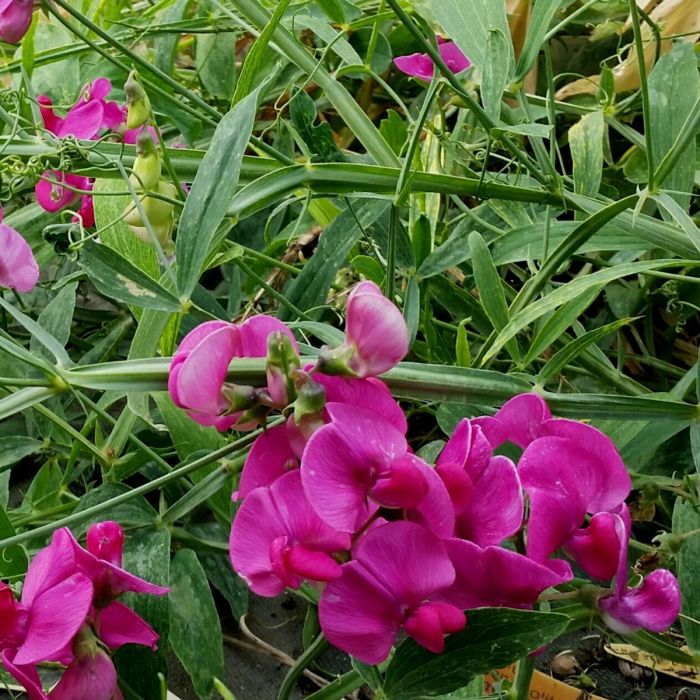 Duftwicke\u0020\u002D\u0020Platterbse\u0020\u0028Lathyrus\u0020latifolius\u0029\u0020Pink\u0020PEARL