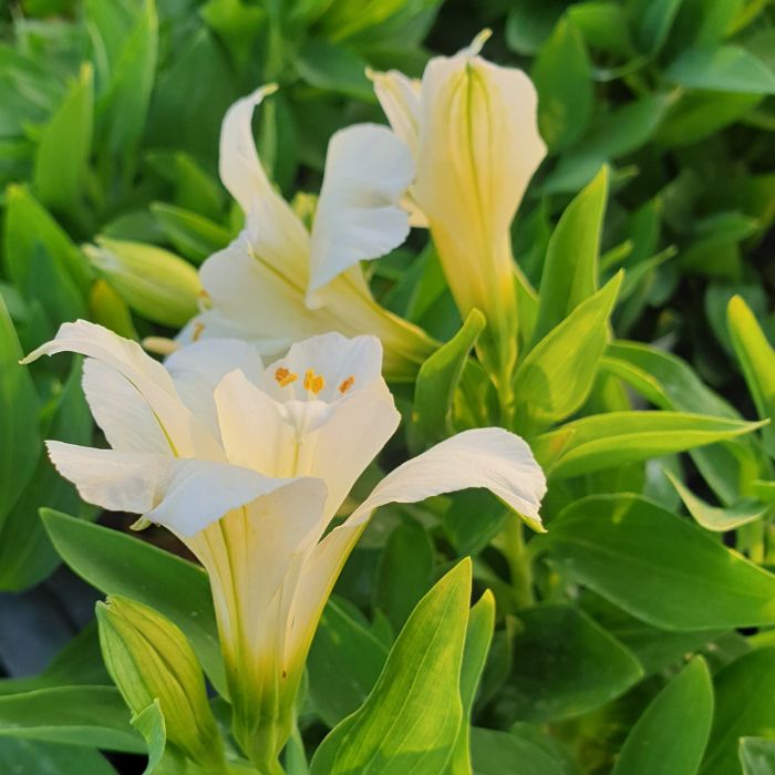 Inkalilie\u0020\u0028Alstroemeria\u0020hybrid\u0029\u0020Colorita\u00AE\u0020Lauren