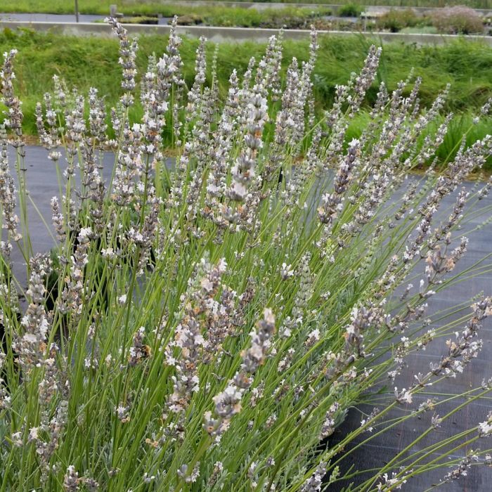 Lavendel\u0020\u0028Lavandula\u0020angustifolia\u0029\u0020Ellagance\u0020Ice