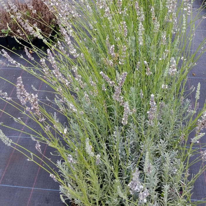 Lavendel\u0020\u0028Lavandula\u0020angustifolia\u0029\u0020Ellagance\u0020Ice