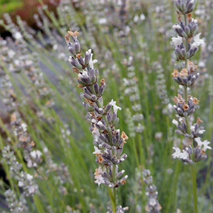 Lavendel\u0020\u0028Lavandula\u0020angustifolia\u0029\u0020Ellagance\u0020Ice