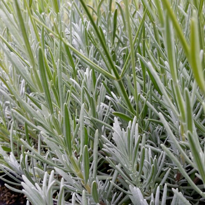 Lavendel\u0020\u0028Lavandula\u0020angustifolia\u0029\u0020Ellagance\u0020Ice