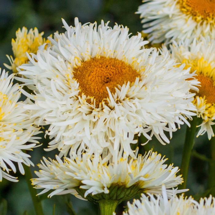 Gro\u00DFblumige\u0020Margerite\u0020\u0028Leucanthemum\u0020x\u0020superbum\u0029\u0020REAL\u0020Galaxy