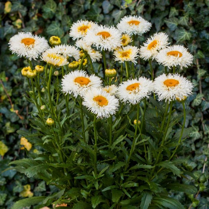 Gro\u00DFblumige\u0020Margerite\u0020\u0028Leucanthemum\u0020x\u0020superbum\u0029\u0020REAL\u0020Galaxy