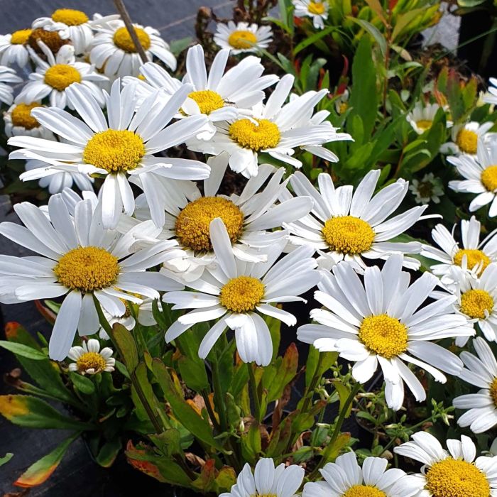 Zwergmargerite\u0020\u0028Leucanthemum\u0020\u0029\u0020Snow\u0020Lady\u0020