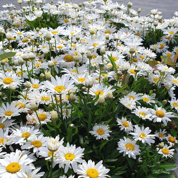 Zwergmargerite\u0020\u0028Leucanthemum\u0020\u0029\u0020Snow\u0020Lady\u0020