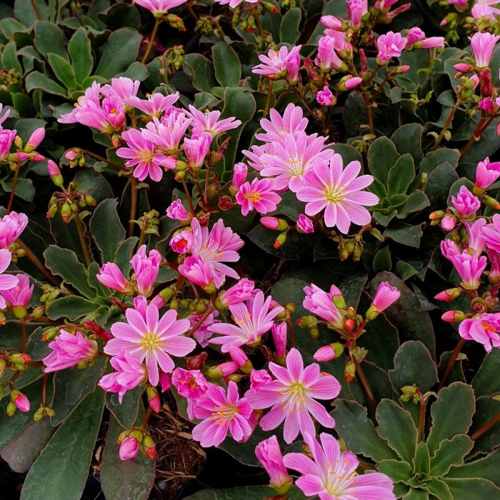 Bitterwurz\u0020\u0028Lewisia\u0029\u0020Safira\u0020Pink