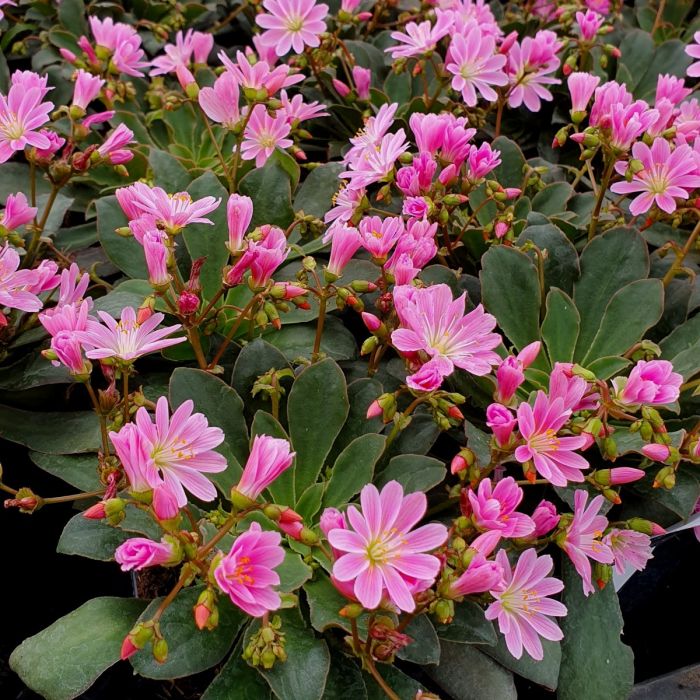 Bitterwurz\u0020\u0028Lewisia\u0029\u0020Safira\u0020Pink