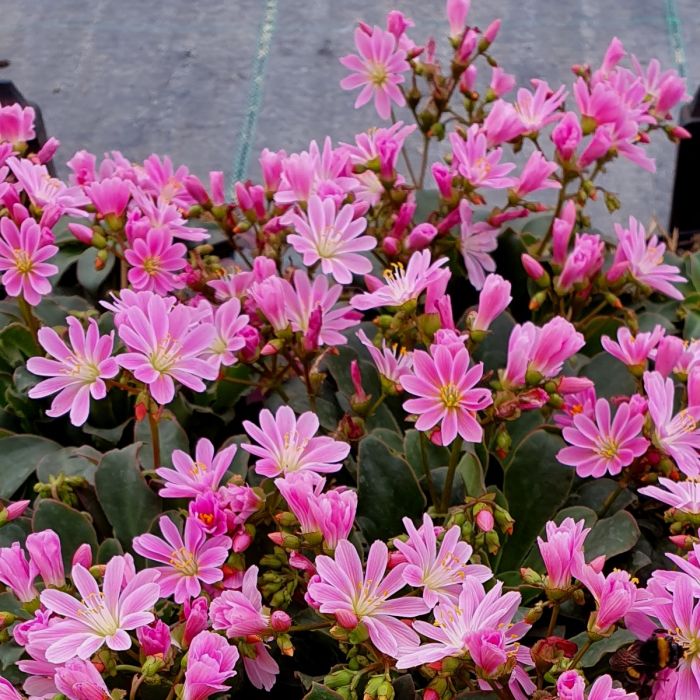 Bitterwurz\u0020\u0028Lewisia\u0029\u0020Safira\u0020Pink