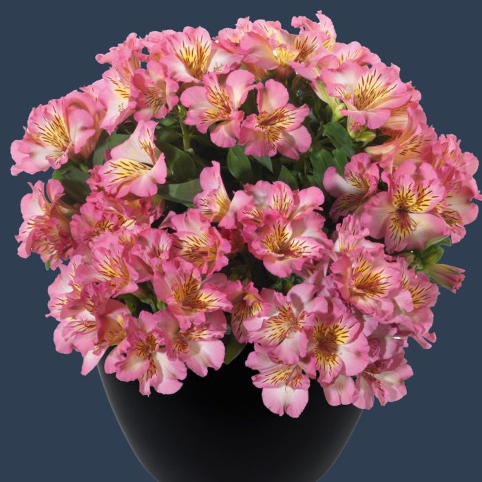 Niedrige\u0020Inkalilie\u0020\u0028Alstroemeria\u0029\u0020INTICANCHA\u0020Sunshine