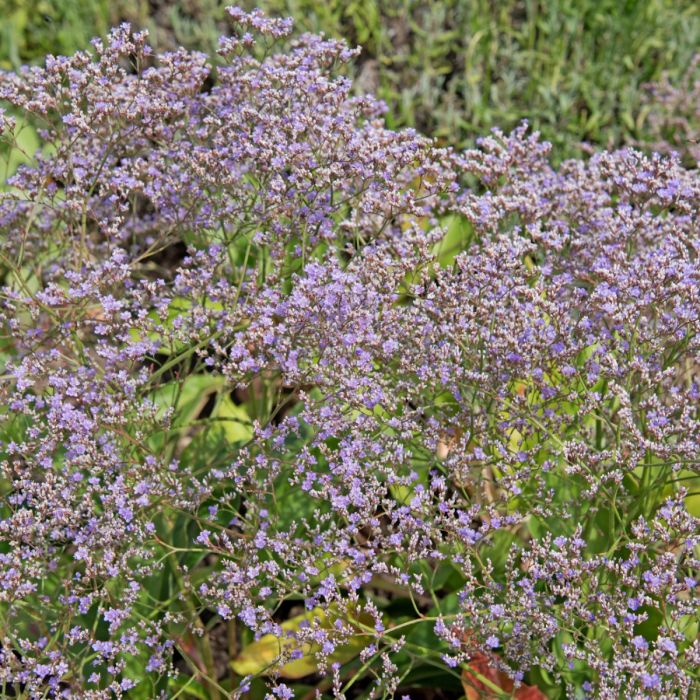 Breitbl\u00E4ttriger\u0020Meerlavendel\u0020\u0028Limonium\u0020latifolium\u0029\u0020