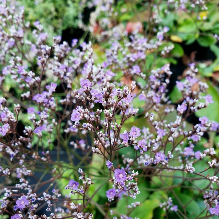 Meerlavendel\u0020\u0028Limonium\u0029\u0020Blauer\u0020Diamant